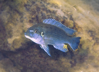 Pseudotropheus sp. 'williamsi makanjila' Lumessi